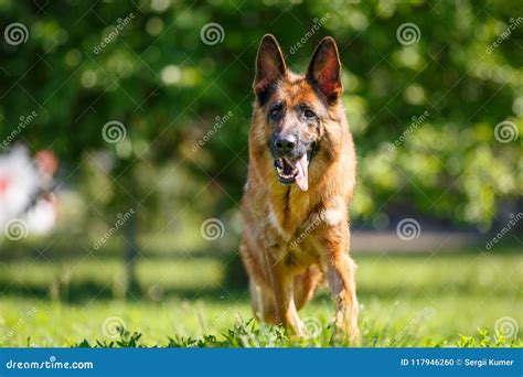 German Shepherd Dog Walking On Green Grass Stock Photo Image Of