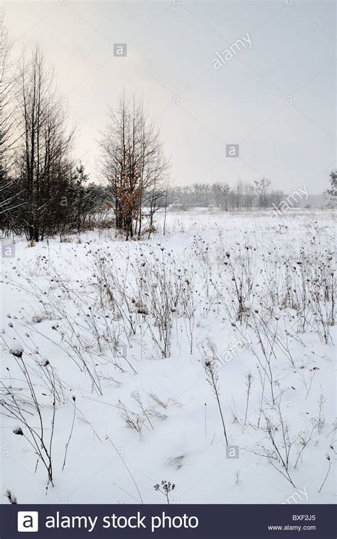 Winter Landscape Ukraine Stock Photo Alamy