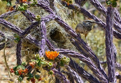 During 1994 when the california desert protection act was passed by the united states congress. Las Aventuras: Breath and Life