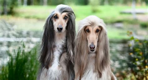 9 Long Haired Dog Breedsmaybe Longer Than Yours Too Cute To Bear