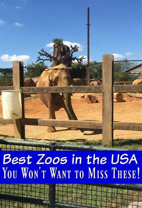 Best Zoos In The Us You Wont Want To Miss These Kid Friendly