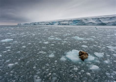 北极冰层融化导致碳释放 可能加剧气候变暖 国际环保在线