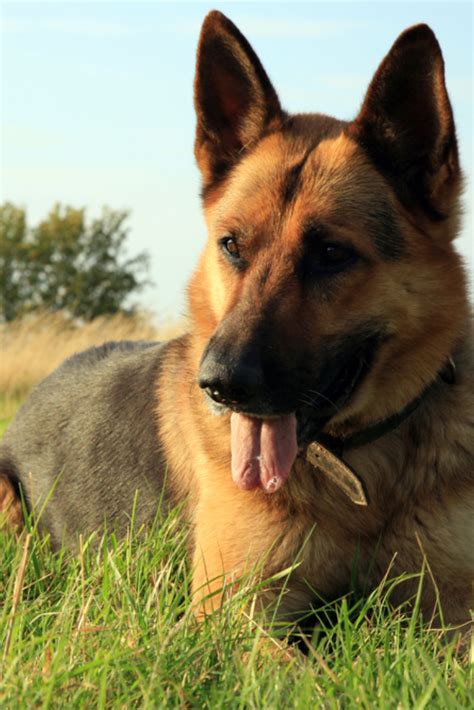 Portrait Of A Beautiful German Shepherd Or Alsatian Dog Lying In The