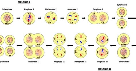 Bases De BiologÍa Celular DivisiÓn Celular Meiosis