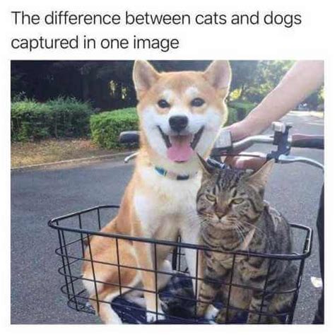 Funny Dog Vs Cat Memes Dog Bread