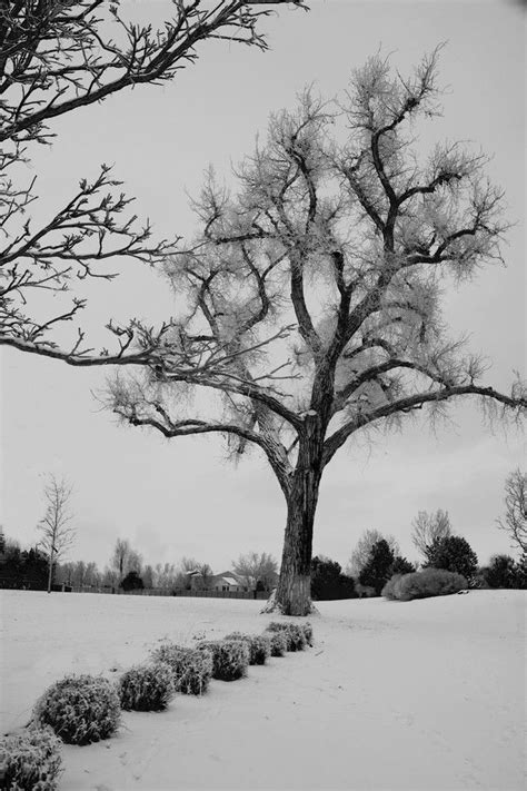 Lone Tree In The Snowy Winter Lone Tree Snowy Tree
