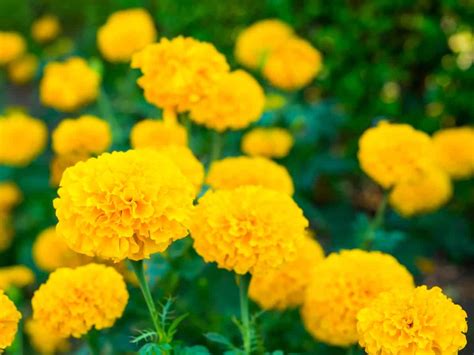 13 Amazing Plants that Repel Flies and Bugs
