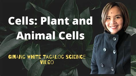 Differentiate between plant cell and animal cell brainly.in. LESSON ON DIFFERENCE BETWEEN PLANT AND ANIMAL CELL | IN ...
