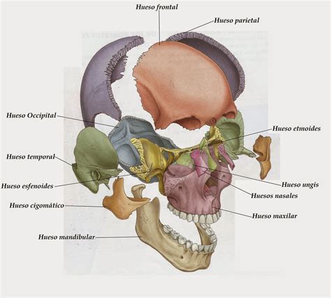 AnatomÍa Para Odontologos Huesos Del Craneo