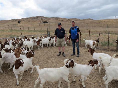 Live Goat Exports To Asia In Demand Otago Daily Times Online News