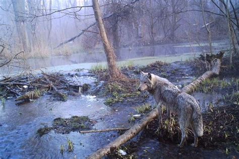 Wildlife Is Thriving Around Chernobyl Since The People Left New Scientist