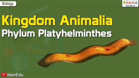 Kingdom Animalia Phylum Platyhelminthes Biology Iken Ikenedu