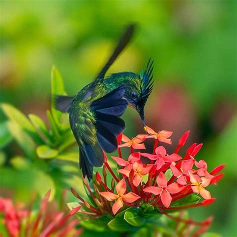 Arcoirisera Dorada Naturalezaanimalesbellos Fotos