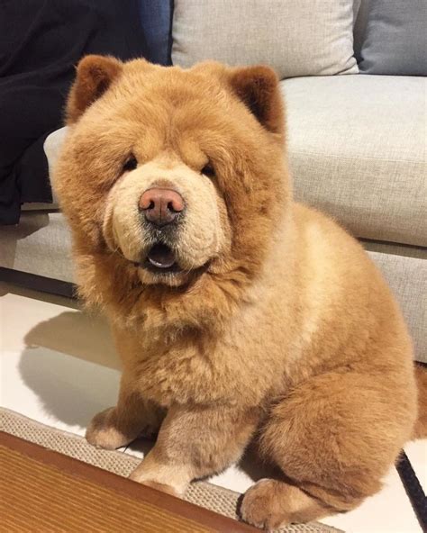 チャウチャウちゃうんちゃう？クマにそっくりなワンちゃん Cute Dogs Bear Dog Chow Chow Dog Puppy