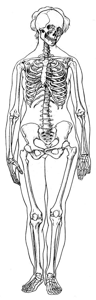 Labeled Skeletons Female Skeleton Human Skeleton Anatomy Skeleton Girl