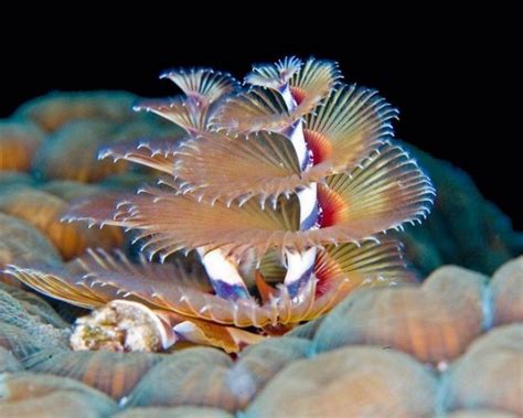 Cool Daily Pics Most Beautiful Unseen Sea Creatures