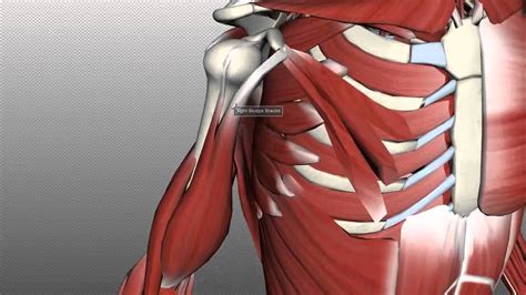 Our back is supported by groups of muscles, which support our posture and ensure stability and balance of the body. Muscles of the Upper Arm - Anatomy Tutorial | Shoulder ...