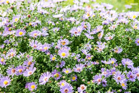 How To Grow And Care For Asters