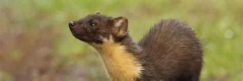 Tracking The Pine Marten The Vincent Wildlife Trust