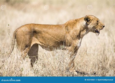 Wild Lion Looking After Prey In Serengeti Stock Image Image Of Africa