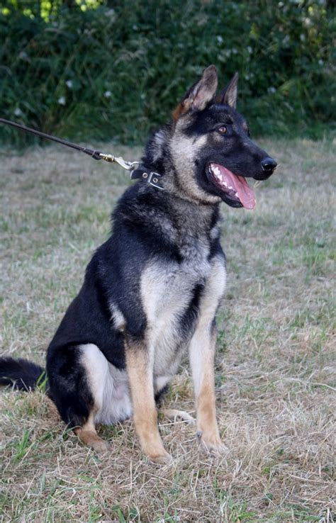 Groenendael belgian shepherds require frequent face time and playtime with their master. *Lower Price* Belgian/German Shepherd Cross | Stone ...