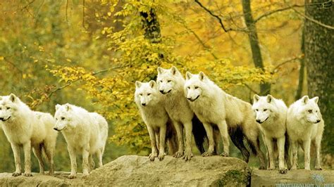 White Wolves Forest Wolf Wild Animal Hd Wallpaper Peakpx