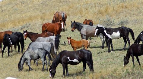 Geography Of Wild Horses In The United States Geography Realm