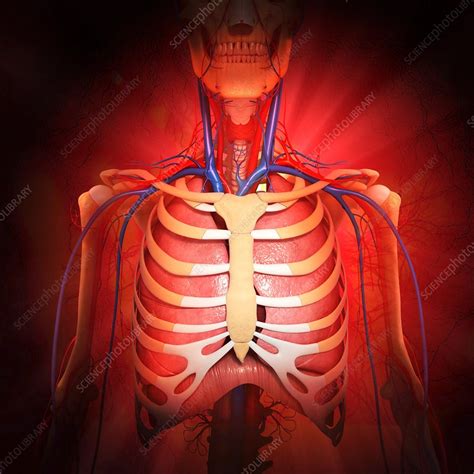 Chest Anatomy Artwork Stock Image F006 0711 Science Photo Library