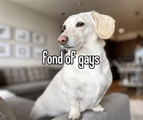 Fond Of Gays Homophobic Dog Not Too Fond Of Gay People Know Your Meme