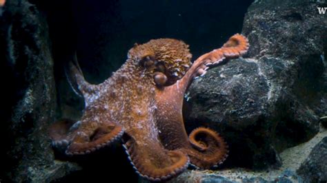 Video Meet The Real Life Kraken The Octopus Uw News