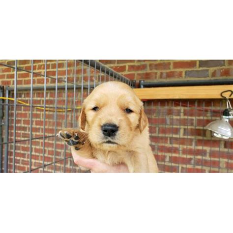 Golden retriever breeders in new zealand. 4 males AKC Golden Retriever puppies for sale in Nashville ...