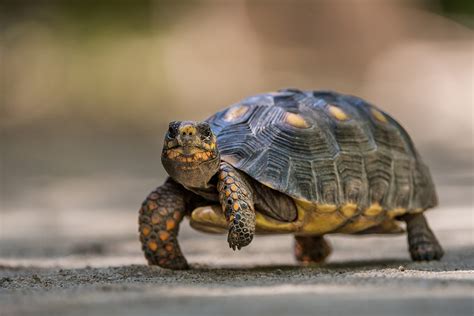 Red Footed Tortoise Sean Crane Photography