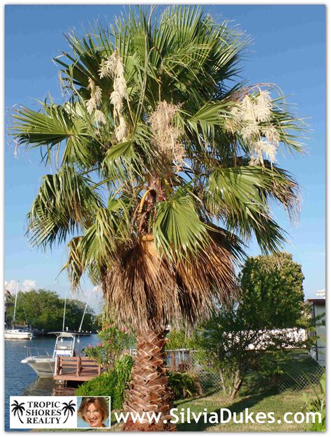 Florida Nature Sabal Palm In Bloom