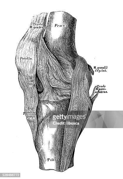 Human Body Joints Diagram Photos And Premium High Res Pictures Getty