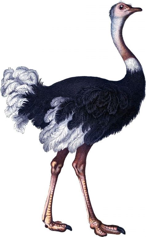 Vintage Ostrich Image Ostriches Bird Art Bird Drawings