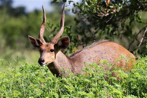8 Unique Species Of Spiral Horned Antelope Endemic To Africa