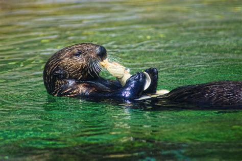 28 How Do Sea Otters Swim 2022
