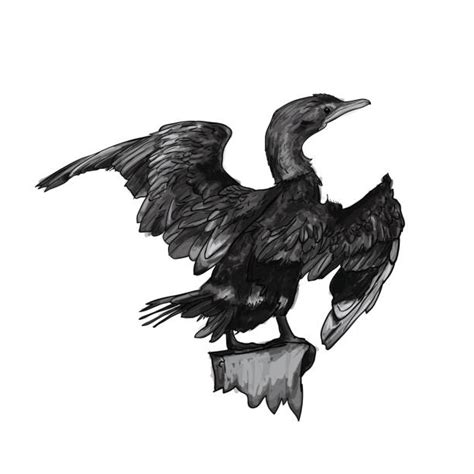 Little Cormorant Illustrations Royalty Free Vector Graphics And Clip Art Istock