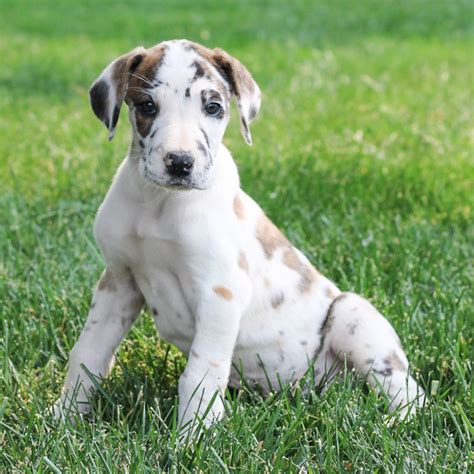 Great Dane Puppies For Sale Great Danes For Sale Online Vip Puppies