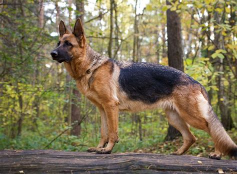 Neben der betätigung der mitglieder in den bereichen der zucht und der ausbildung des deutschen schäferhundes gehört die förderung der jugendarbeit zu. Deutscher Schäferhund Rasseportrait im Hunde Magazin ...