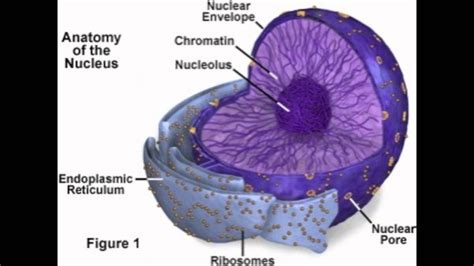 The nucleolus of several plant species has very high concentrations of iron in contrast to the human and animal cell nucleolus. Is nucleolus present in reticulocytes? - Quora