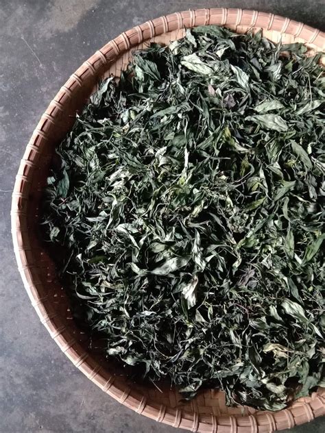 Acanthaceae pendahuluan herba ini merupakan sejenis tumbuhan yang mempunyai jangkahayat yang pendek iaitu lebih kurang satu tahun. Puteh Dandelion: POKOK HEMPEDU BUMI ATAU DAUN CERITA