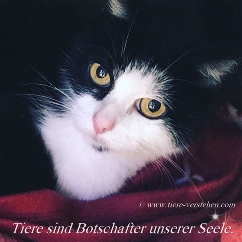 Tiere Sind Botschafter Unserer Seele Tiere