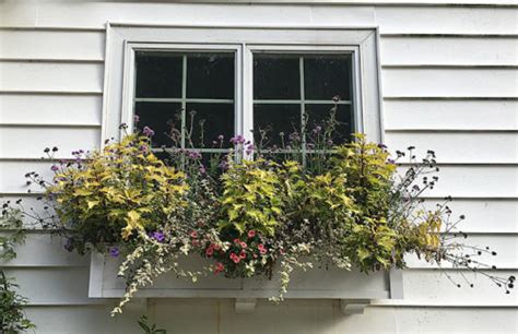 The Window Box In Review The Impatient Gardener