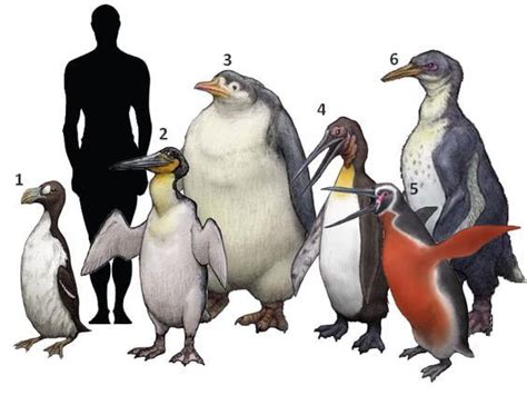 Peguins Of The Past Ancient Animals Extinct Animals Prehistoric