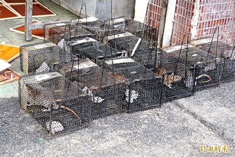 Discover (and save!) your own pins on pinterest. 〈台北都會〉北市府：花20萬 可滅環南市場鼠患 - 地方 - 自由時報電子報