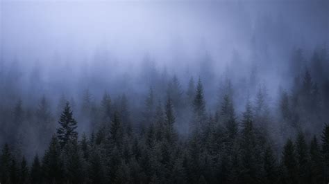 1920x1080 Fog Dark Forest Tress Landscape 5k Laptop Full