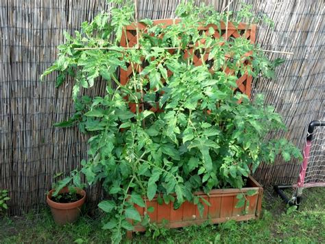 Ab mai erscheinen in den blattachseln bis zu 20 kleine, gelbe blüten, die sich selbst bestäuben. Tomatenpflanzen beschneiden oder wachsen lassen ...