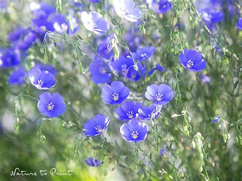 Vidaxl blumentopf blumenkübel übertopf pflanzenkübel schwarz: Blumenkübel bepflanzen mal anders: Blauer Lein ...