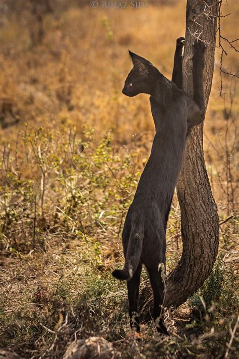 Xposetrophykilling On Twitter A Beautiful Melanistic Serval Cat Usually They Look Like A